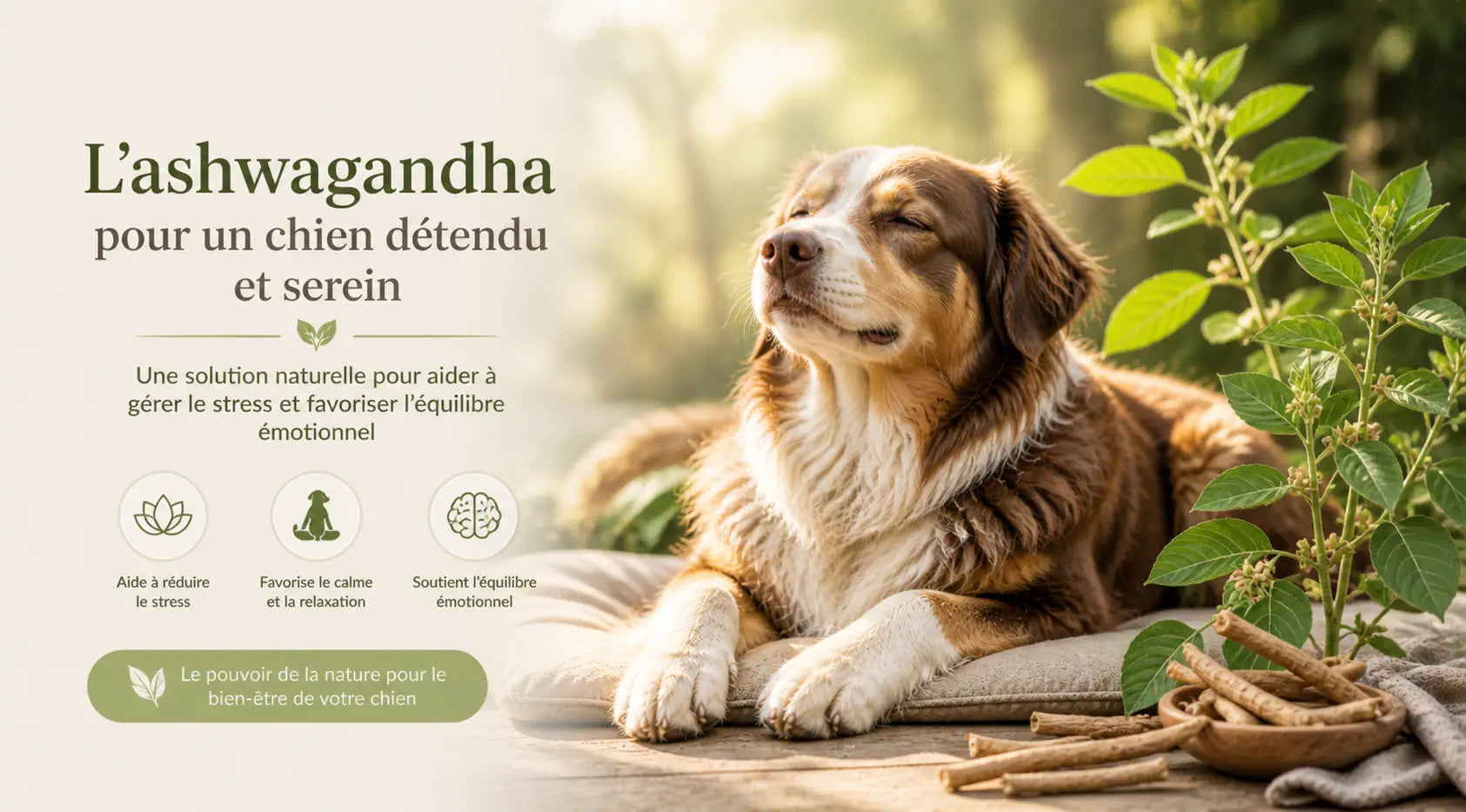 Ashwagandha pour chien : la plante miracle contre le cortisol et l'anxiété Image