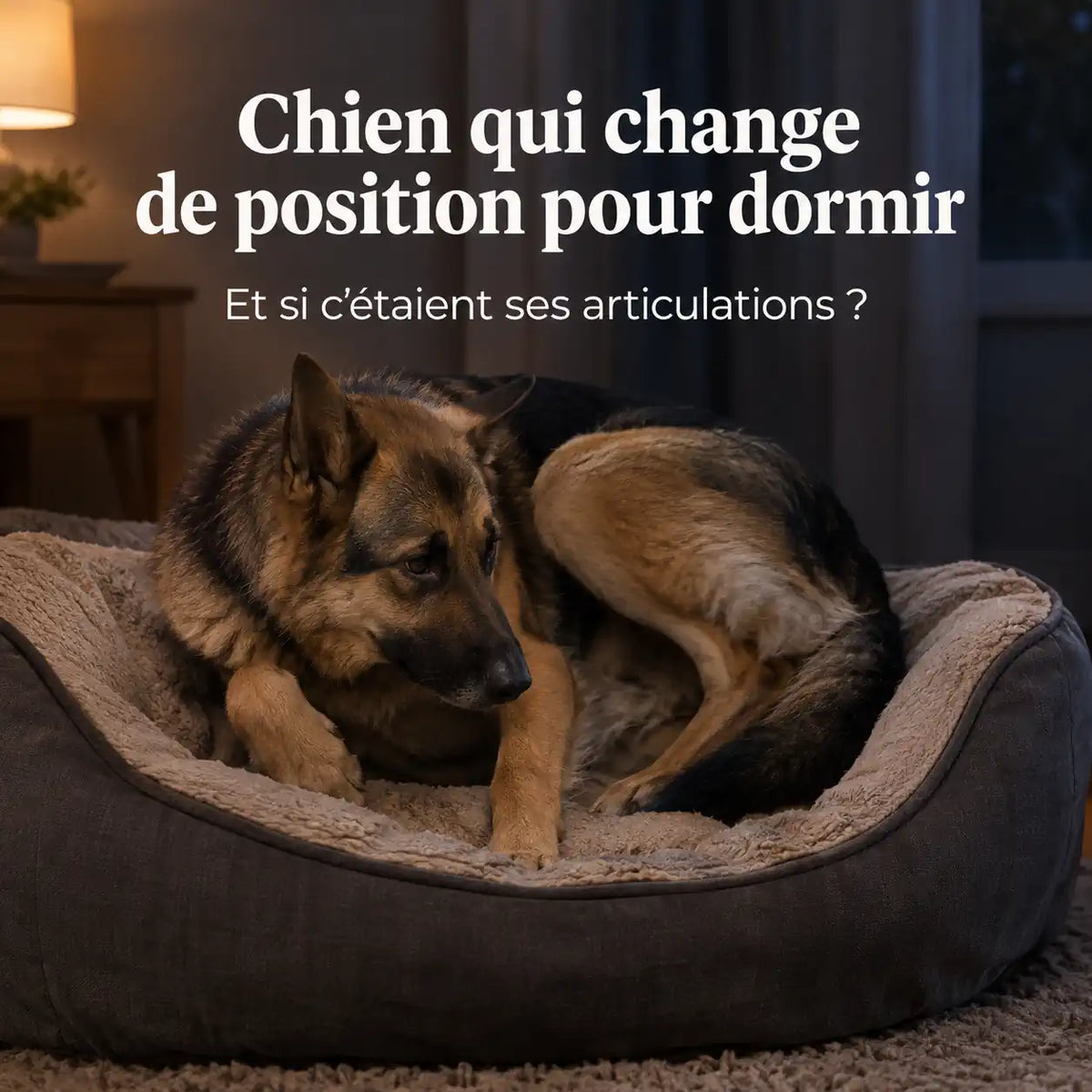 Chien qui change de position pour dormir