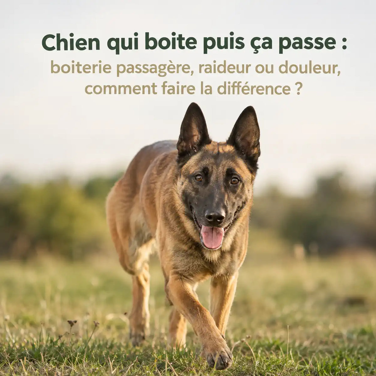 Chien qui boite par intermittence