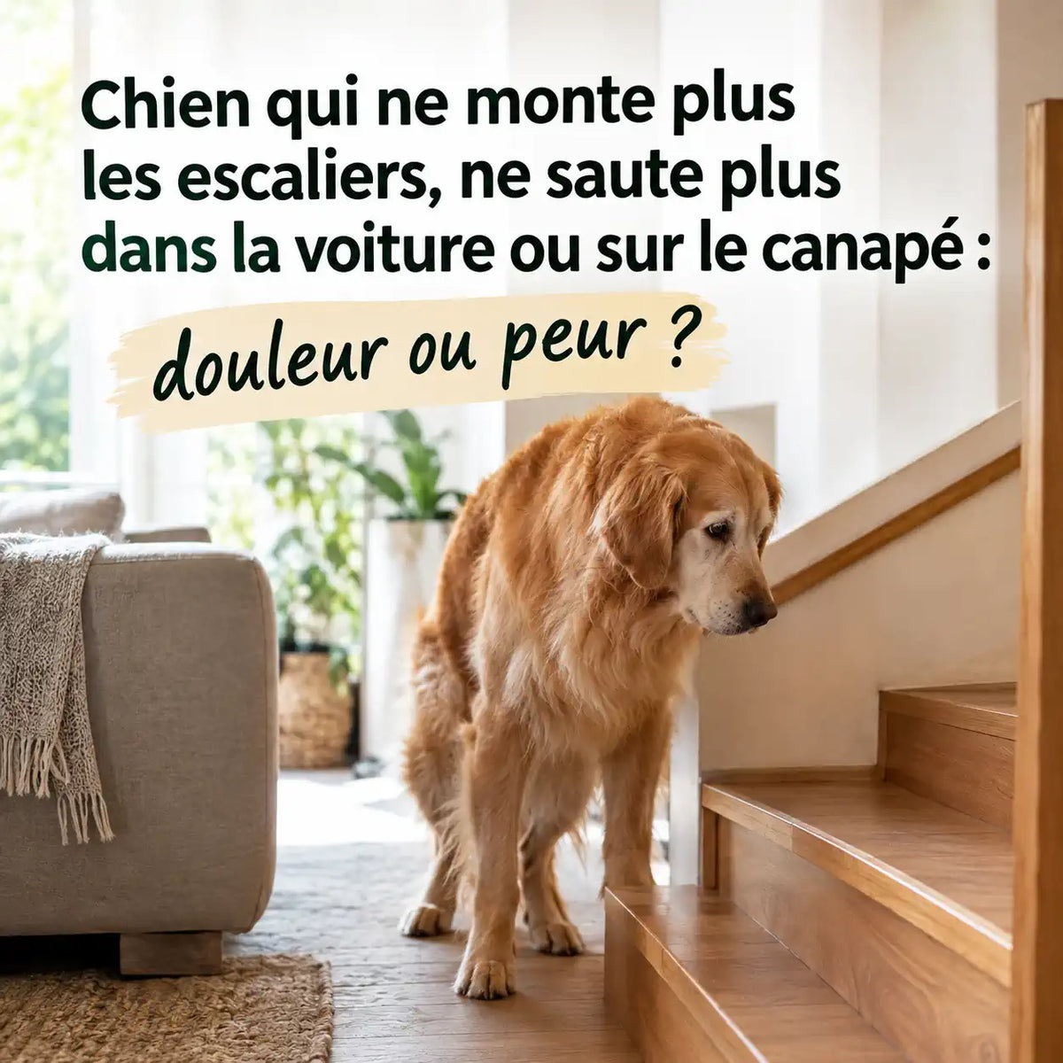 Chien qui ne monte plus les escaliers : douleur ou peur ? Comment le savoir et l'aider Image