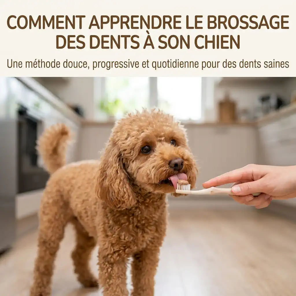 Comment brosser les dents de son chien : la méthode pas à pas
