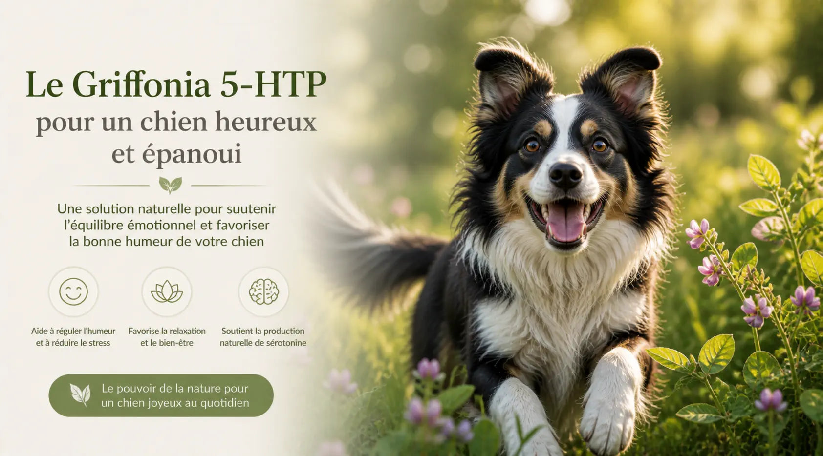 Griffonia (5-HTP) pour chien : booster la sérotonine pour un chien joyeux Image