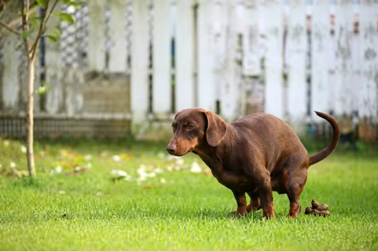 Flore intestinale du chien : le guide complet pour une digestion parfaite et une immunité renforcée Image