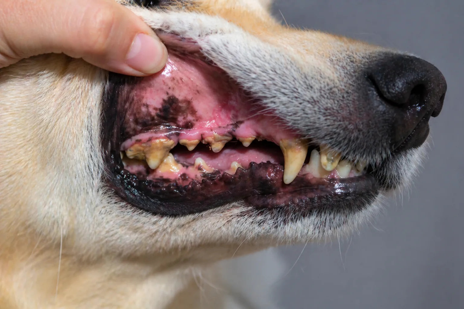 Mauvaise haleine du chien : causes, signes et solutions naturelles Image