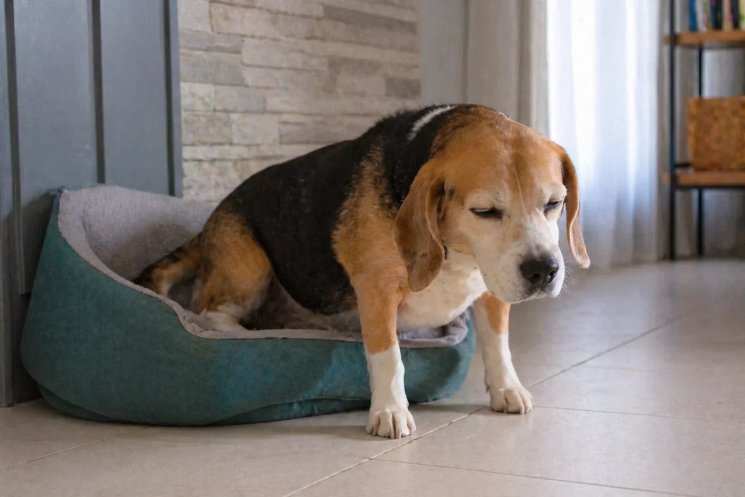 Mon chien a du mal à se lever : comment identifier les premiers signes d'inconfort articulaire ? Image