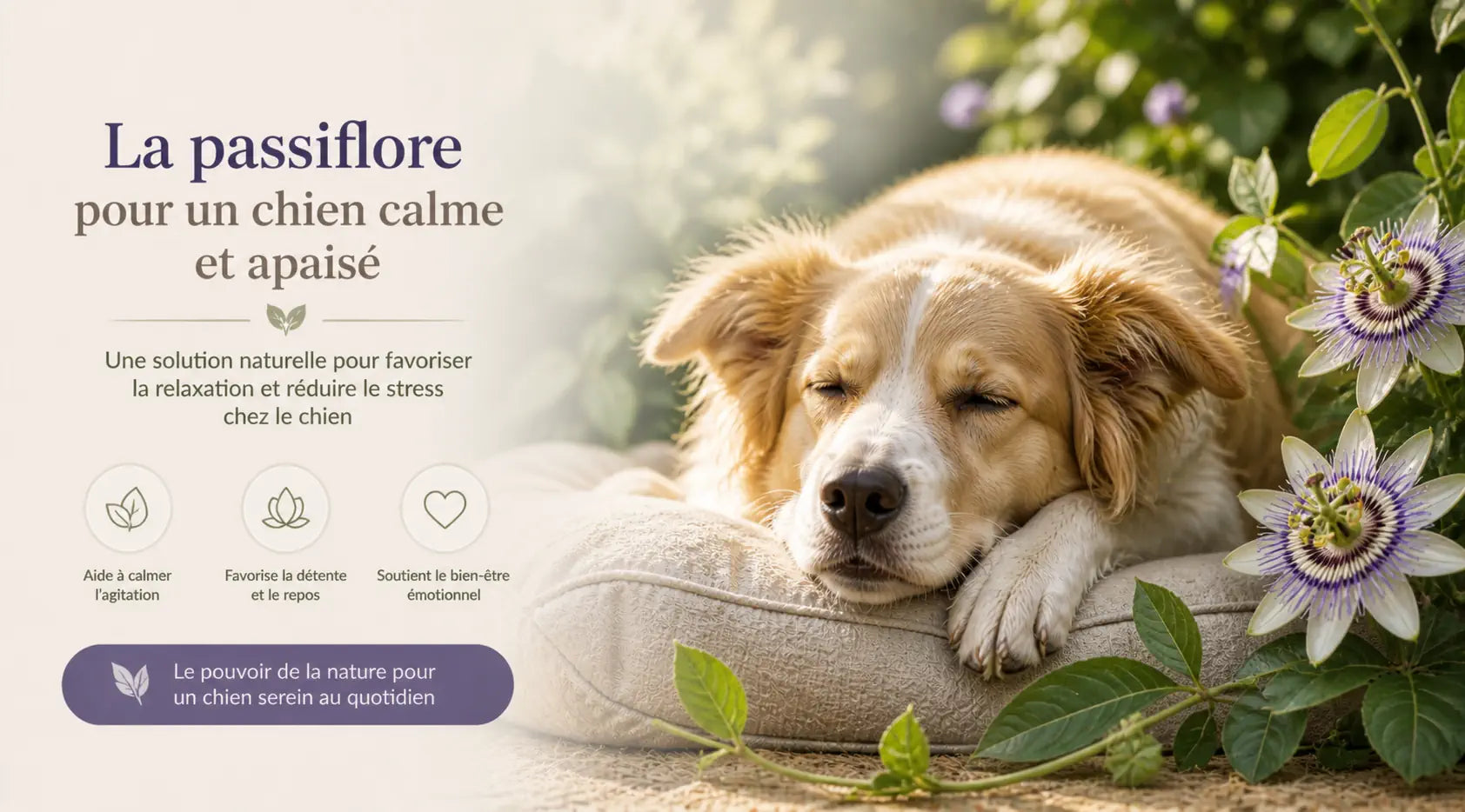 Passiflore pour chien : l'alliée naturelle contre l'agitation et la nervosité Image