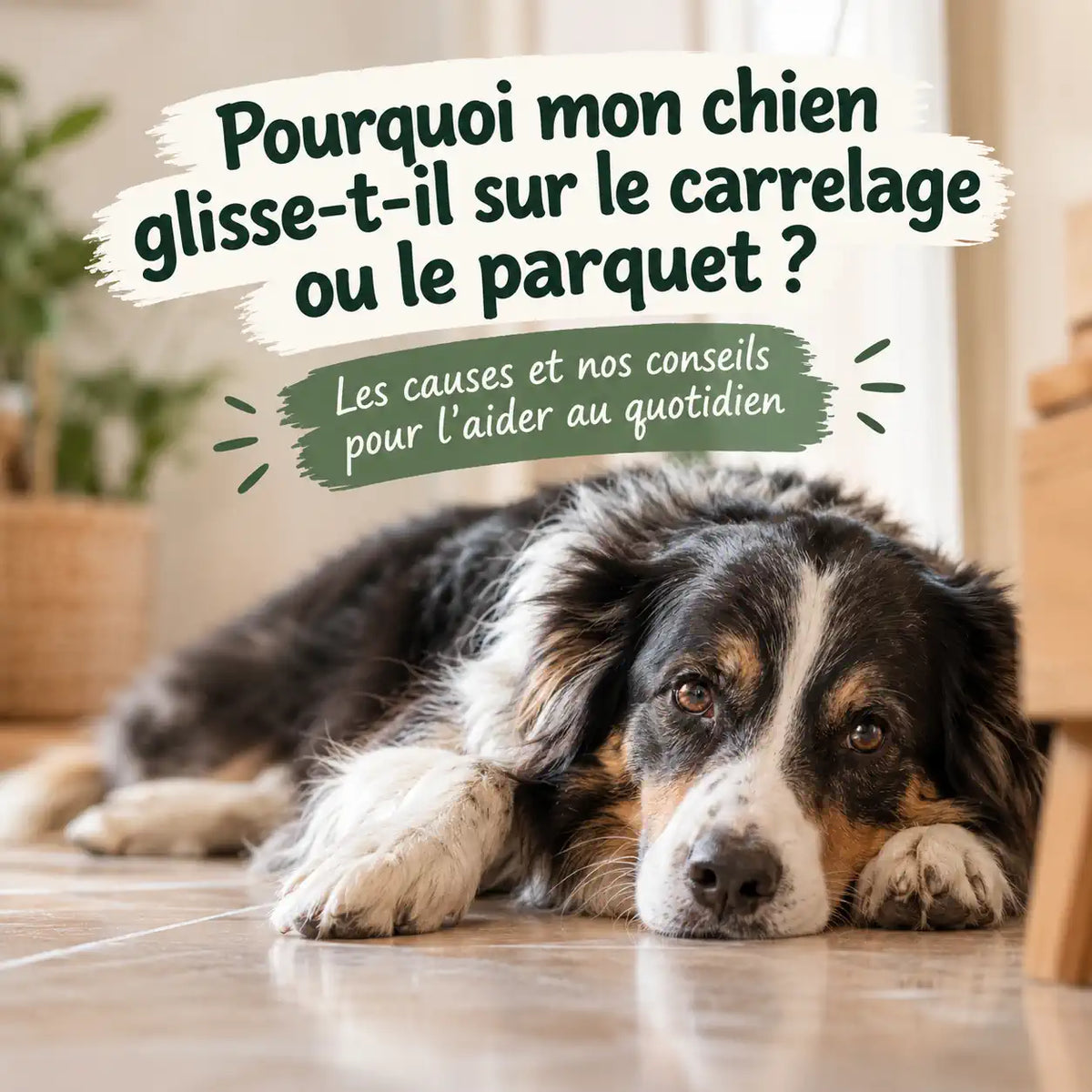 Chien qui glisse sur le carrelage ou le parquet : pourquoi, et comment l'aider Image